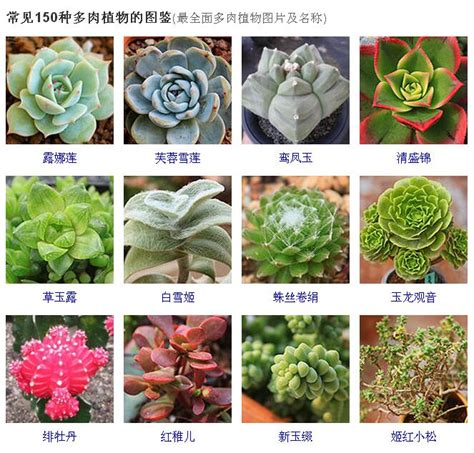 品種大全多肉植物名稱|258种常见多肉图谱,1分钟认全